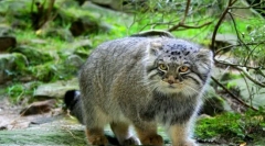 Manul (foto): besplatni step pustinjak ili slatki kućni ljubimac?